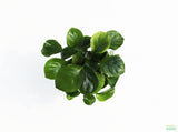 Anubias Barteri "Golden Coin"  (Smaller with many leaves nickel size) NICE PLANTS