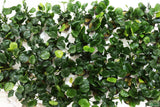 Anubias Barteri "Golden Coin"  (Smaller with many leaves nickel size) NICE PLANTS