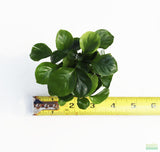 Anubias Barteri "Golden Coin"  (Smaller with many leaves nickel size) NICE PLANTS