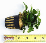 Anubias Barteri "Golden Coin"  (Smaller with many leaves nickel size) NICE PLANTS