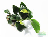 Anubias Nana (Our Best Selling Anubias Aquarium Plant)
