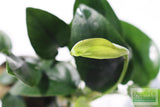 Anubias Nana (Our Best Selling Anubias Aquarium Plant)