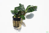 Anubias Coffeefolia on white casting a dark shadow. The plant is potted in a black plastic cup with a wool wrapped around the roots. The stems of the plant are red. Dark Green leaves with deep veins.