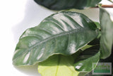Anubias Coffeefolia