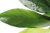 Anubias Congensis (Background Aquarium Plant)