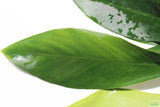 Anubias Congensis (Background Aquarium Plant)