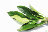 Anubias Congensis Aquarium Plant For Sale. The plant is on white. This Anubias has large long skinny leaves. They are darker green. This is closer up on the leaves of the plant.