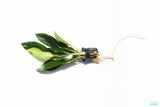 Anubias Congensis Aquarium Plant For Sale. The plant is on white. This Anubias has large long skinny leaves. They are darker green. The plant is potted in a black pot.