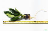 Anubias Congensis Aquarium Plant For Sale. The plant is on white. This Anubias has large long skinny leaves. They are darker green. The plant is potted in a black pot. There is a yellow ruler. The plant is 10" long. 16" including the roots.