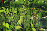 Anubias Congensis (Background Aquarium Plant)