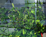 Anubias Congensis (Background Aquarium Plant)