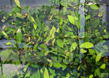 Anubias Congensis (Background Aquarium Plant)