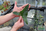 Anubias Gigantea (the Ultimate Anubias) POTTED