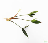 Anubias Gigantea (the Ultimate Anubias) Aquarium Plant For Sale. This plant has a large dark green arrow head leaf. The plant is on white.