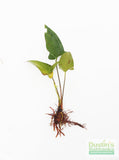 Anubias Gigantea (the Ultimate Anubias) POTTED