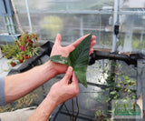 Anubias Gigantea (the Ultimate Anubias) Aquarium Plant For Sale. This plant has a large dark green arrow head leaf. The size of a persons hand.