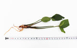 Anubias Gigantea (the Ultimate Anubias) Aquarium Plant For Sale. This plant has a large dark green arrow head leaf. The plant is on white with a white ruler. The plant is 25" tall