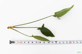 Anubias Gigantea (the Ultimate Anubias) POTTED