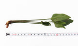Anubias Gigantea (the Ultimate Anubias) POTTED