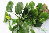 Anubias Barteri "Golden Coin"  (Smaller with many leaves nickel size) NICE PLANTS