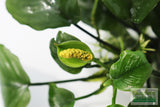 Anubias Barteri "Golden Coin"  (Smaller with many leaves nickel size) NICE PLANTS