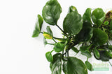 Anubias Barteri "Golden Coin"  (Smaller with many leaves nickel size) NICE PLANTS