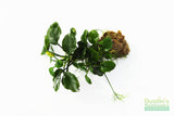 Anubias Barteri "Golden Coin"  (Smaller with many leaves nickel size) NICE PLANTS