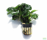 Anubias Barteri "Golden Coin" Aquarium Plant For Sale. This plant is on white. The leaves are a dark green and shaped like a round coin. The plant is in a black pot and laying on it's side.