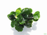 Anubias Barteri "Golden Coin" Aquarium Plant For Sale. This plant is on white. The leaves are a dark green and shaped like a round coin.