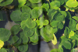 Anubias Barteri "Golden Coin"  (Smaller with many leaves nickel size) NICE PLANTS
