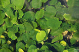 Anubias Barteri "Golden Coin"  (Smaller with many leaves nickel size) NICE PLANTS