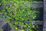 Anubias Barteri "Golden Coin"  (Smaller with many leaves nickel size) NICE PLANTS