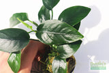 Anubias Nana (Our Best Selling Anubias Aquarium Plant)