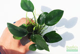 Anubias Nana (Our Best Selling Anubias Aquarium Plant)