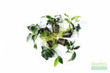 Anubias Nana (Our Best Selling Anubias Aquarium Plant)