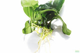 Anubias Nana (Our Best Selling Anubias Aquarium Plant)