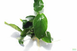 Anubias Nana (Our Best Selling Anubias Aquarium Plant)