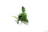 Anubias Nana (Our Best Selling Anubias Aquarium Plant)