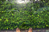 Anubias Nana (Our Best Selling Anubias Aquarium Plant)