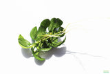Anubias Nana Petite Aquarium Plant For Sale. This is the bare root variety. Smaller variety. This plant is on white and has very small dark green leaves. The leaves are oval shaped that come to a point on the end.
