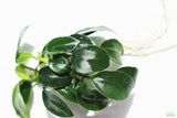Dark Rich Green Anubias Nana Petite Close up