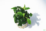 Anubias Nana Petite Aquarium Plant For Sale. This plant is on white and has very small dark green leaves. The leaves are oval shaped that come to a point on the end.