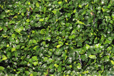 Anubias Nana Petite (Amazing Aquascaping Plant)
