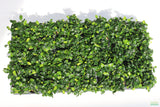 Anubias Nana Petite (Amazing Aquascaping Plant)