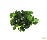 Anubias Nana Petite Aquarium Plant For Sale. This plant is on white and has very small dark green leaves. The leaves are oval shaped that come to a point on the end.