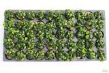 Anubias Nana Petite (Amazing Aquascaping Plant)