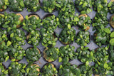 Anubias Nana Petite (Amazing Aquascaping Plant)