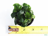Anubias Nana Petite (Amazing Aquascaping Plant) (BARE ROOT 50% OFF TODAY ONLY 5.15.24)