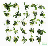 Anubias Nana Petite (Amazing Aquascaping Plant)