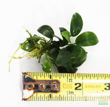 Anubias Nana Petite (Amazing Aquascaping Plant)